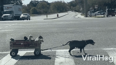 Dog Pulling Wagon Of Dogs Viral Hog GIF