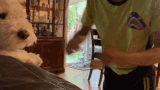 Dog Punch In The Air Ora Ora GIF