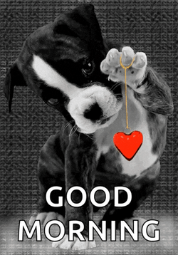Dog Pup GIF