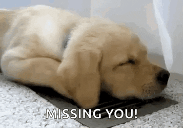 Dog Puppy GIF