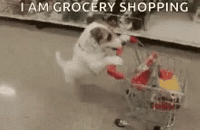 Dog Pushing Shopping Cart Full Of Groceries GIF