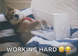 Dog Relaxing While Working Hard GIF