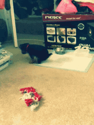 Dog Releasing Poop On Pet Pee Training Pad GIF