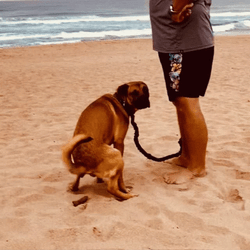 Dog Releasing Poop On The Beach GIF
