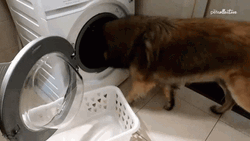 Dog Removing Laundry  GIF