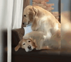 Dog Retriever Dogs Pet Hugging GIF