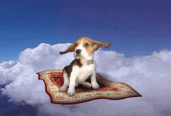 Dog Riding Flying Carpet GIF