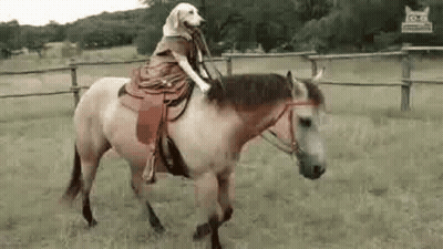 Dog Riding Horse In Field With Saddle GIF
