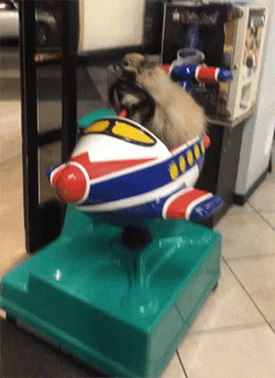 Dog Riding Machine Toy Plane Too Funny To Watch GIF