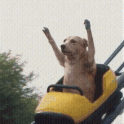 Dog Riding Roller Coaster Paw In Air GIF