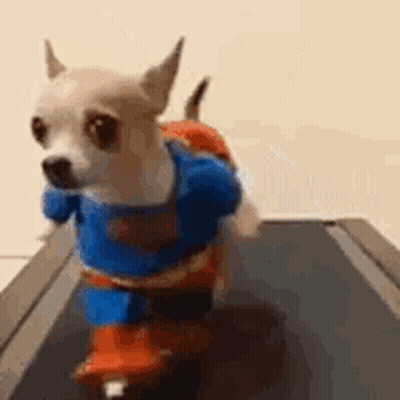 Dog Riding Scooter On Treadmill As Superman GIF