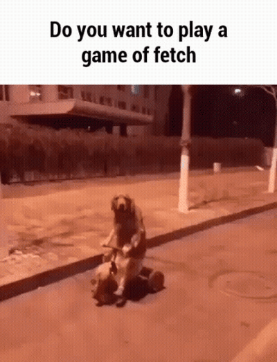 Dog Riding Scooter Saying Do You Want to Play Fetch