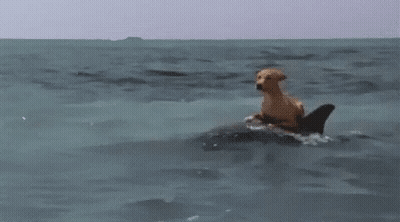 Dog Riding Shark In Ocean GIF