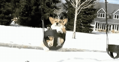 Dog Riding Swing In Snow GIF