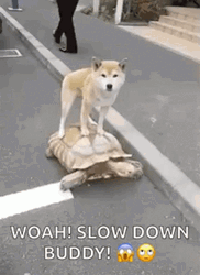 Dog Riding Turtle Slow Down Buddy GIF