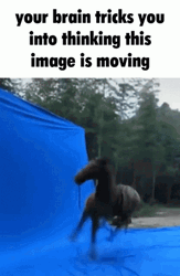 Dog Rolling Floating Moving Pictures GIF