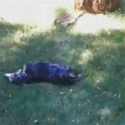 Dog Rolls Rolling Grass GIF
