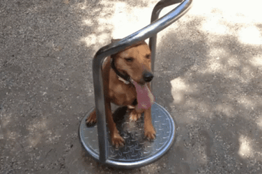 Dog Rotate On The Playground GIF