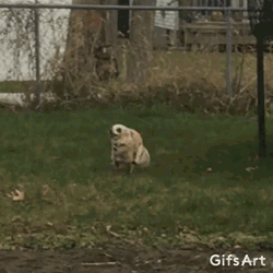 Dog Running Away From The Neighbor GIF