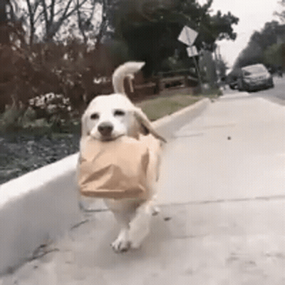 Dog Running Down Sidewalk Carrying Brown Bag GIF