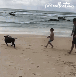 Dog Running Dragged The Kid GIF