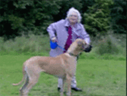 Dog Running Dragged The Old Woman GIF