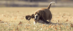Dog Running Fast GIF