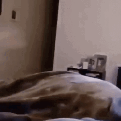 Dog Running Fast On The Room GIF
