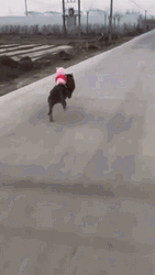 Dog Running Fast With Peppa Pig GIF