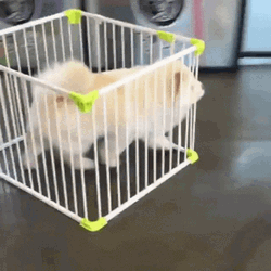 Dog Running His Cage GIF