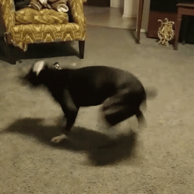 Dog Running In Living Room GIF
