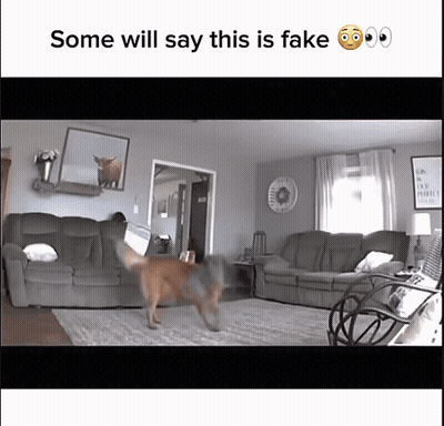 Dog Running In Living Room Some Will Say This Is Fake GIF
