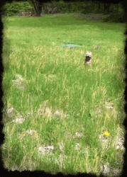 Dog Running In The Bushes GIF