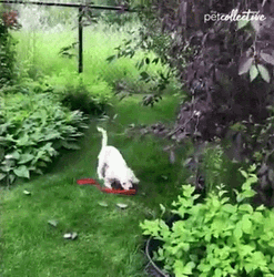 Dog Running In The Garden GIF