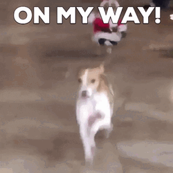 Dog Running On My Way To Xmas Party GIF