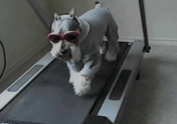 Dog Running On Treadmill