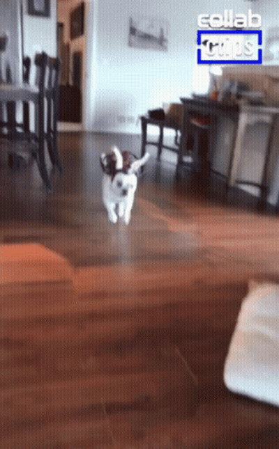 Dog Running On Wooden Floor With Collab Clips Logo GIF