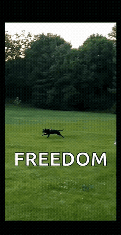 Dog Running Through Grassy Field Saying Freedom GIF