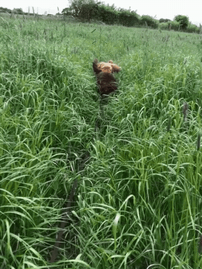 Dog Running Through Grassy Field GIF