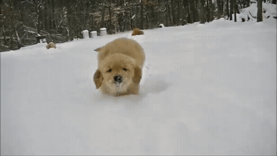 Dog Running Through Snow GIF