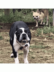 Dog Running Towards You GIF