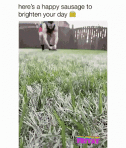 Dog Running Wiener Wednesday On The Field GIF