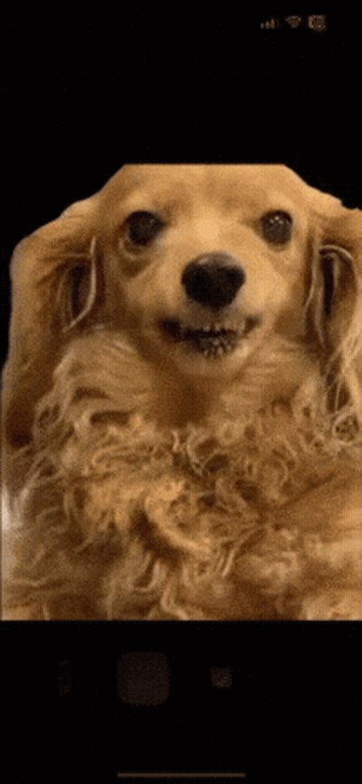 Dog's Face Close Up GIF
