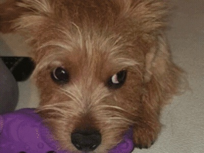 Dog's Face Close Up GIF
