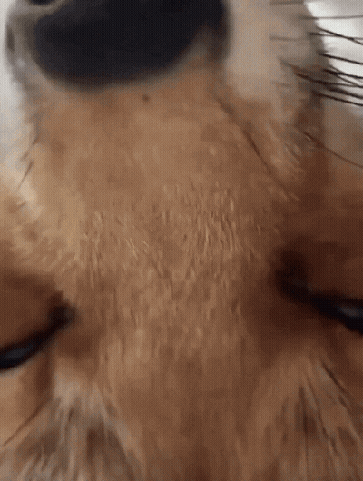 Dog's Face Close Up GIF