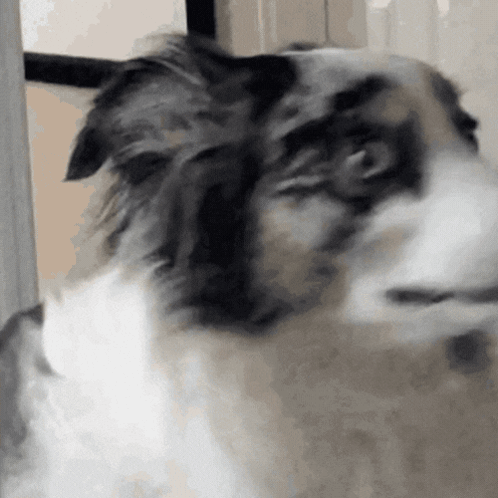 Dog's Face Close Up GIF