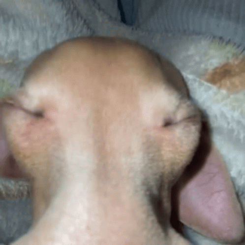 Dog's Face Close Up GIF