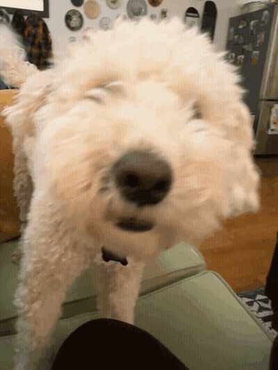 Dog's Face Close Up With Ice Cream Sticker GIF