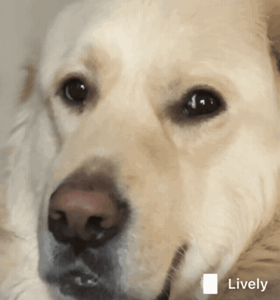 Dog's Face With Lively Icon GIF
