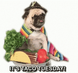Dog's Funny Tuesday Taco Day GIF